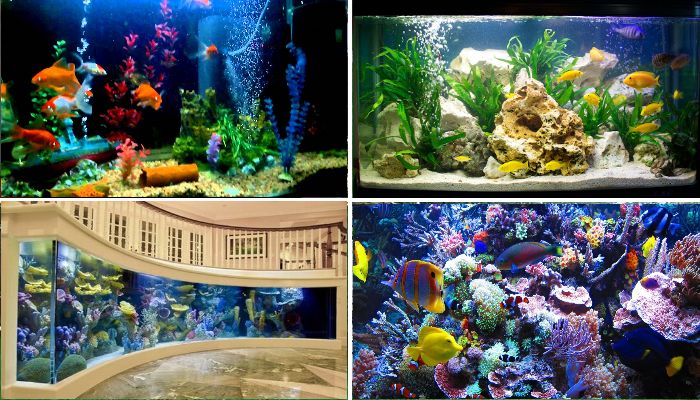 prestige-ponds-aquarium-image